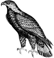 golden-eagle_2_md.gif