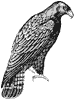 imperial-eagle_1_th.gif