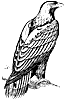 imperial-eagle_2_th.gif