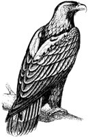 imperial-eagle_2_lg.gif