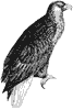 american-sea-eagle_1_th.gif