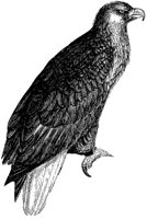 american-sea-eagle_1_md.gif