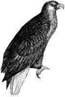 american-sea-eagle_1_lg.gif