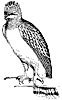 harpy_2_th.gif