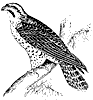 peregrine-falcon_1_th.gif