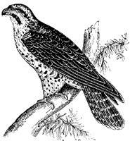 peregrine-falcon_1_sm.gif