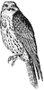 sultan-falcon_1_th.gif