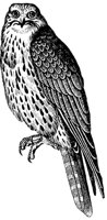 sultan-falcon_1_md.gif