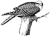 sultan-falcon_2_th.gif