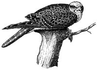 sultan-falcon_2_lg.gif