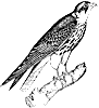 hobby-falcon_1_th.gif