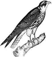 hobby-falcon_1_md.gif