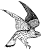 kestrel_1_th.gif