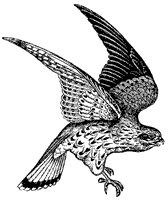 kestrel_1_sm.gif