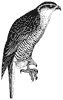 goshawk_1_th.gif