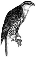 goshawk_1_md.gif