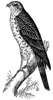 sparrow-hawk_1_sm.gif