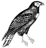 caracara_2_th.gif