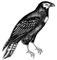 caracara_2_md.gif