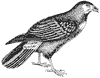 caracara_2_th.gif