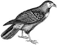 caracara_2_sm.gif