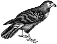 caracara_2_md.gif