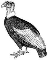 condor_1_md.gif