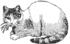 cat_1_th.gif