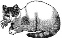 cat_1_lg.gif