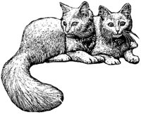 cat_2_md.gif