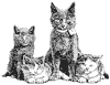 cat_3_th.gif