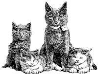 cat_3_sm.gif