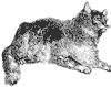 wild-cat_1_th.gif