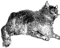 wild-cat_1_sm.gif
