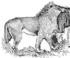 lion_1_th.gif