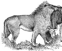 lion_1_sm.gif