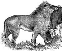 lion_1_md.gif
