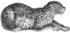 leopard_1_th.gif