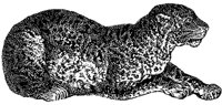 leopard_1_md.gif