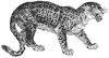 jaguar_2_th.gif