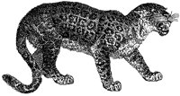 jaguar_2_lg.gif
