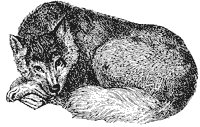 eskimo-dog_1_sm.gif