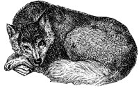 eskimo-dog_1_lg.gif