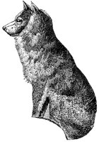 eskimo-dog_2_lg.gif