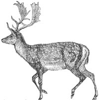 deer_1_sm.gif