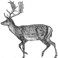 deer_1_md.gif