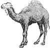 camel_3_th.gif