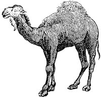 camel_3_sm.gif