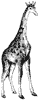 giraffe_2_th.gif