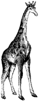 giraffe_2_sm.gif